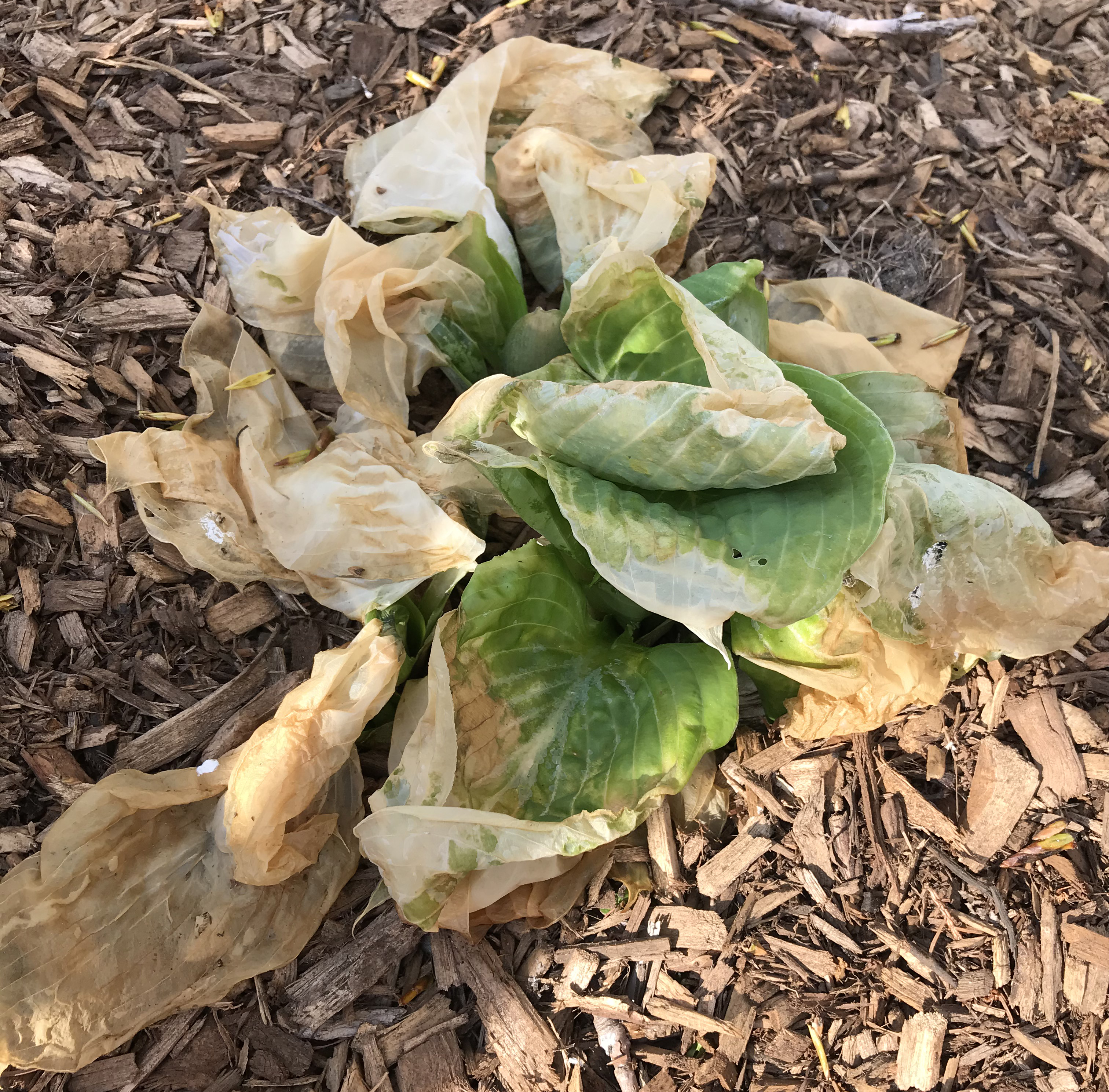 Freeze damage on hosta.